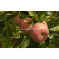 Export neue Ernte gute Qualität wettbewerbsfähige Qinguan Apfel